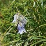 Campanula barbata flower picture by Michael Osthus (cc-by-sa)