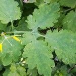 Chelidonium majus leaf picture by grebo (cc-by-sa)