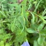 Linum usitatissimum leaf picture by mohammad fazel dehkordi (cc-by-sa)