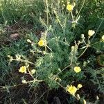 Sonchus tenerrimus habit picture by Raffaello 2 Garofalo (cc-by-sa)