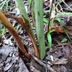 Spathoglottis plicata habit picture by Thomas Paliath (cc-by-sa)