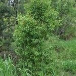 Cinnamomum camphora habit picture by S. Dufour-Kowalski (cc-by-sa)