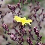 Lactuca quercina flower picture by cscoq (cc-by-sa)