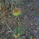 Leonotis nepetifolia habit picture by Maarten Vanhove (cc-by-sa)