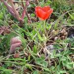Papaver argemone habit picture by beurny (cc-by-sa)