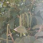 Tabebuia rosea fruit picture by Andraus Eduardo (cc-by-sa)