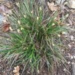 Carex flacca habit picture by jean-michel lopez (cc-by-sa)