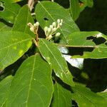 Styrax warscewiczii flower picture by Nelson Zamora Villalobos (cc-by-nc)