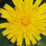 Hieracium amplexicaule flower picture by Béatrice Parent (cc-by-sa)