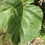 Ficus auriculata leaf picture by Alboss (cc-by-sa)