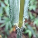 Paspalum paniculatum leaf picture by Trap Hers (cc-by-sa)