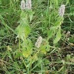 Cyathula orthacantha habit picture by susan brown (cc-by-sa)