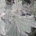 Marrubium alysson leaf picture by Josemartajorge (cc-by-sa)