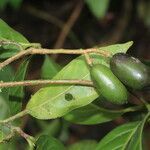 Beilschmiedia costaricensis fruit picture by Nelson Zamora Villalobos (cc-by-nc)