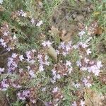 Thymus vulgaris flower picture by Georges Serret (cc-by-sa)