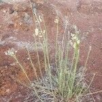 Gomphocarpus integer habit picture by Susan Brown (cc-by-sa)