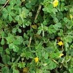 Medicago littoralis flower picture by Neus Vinyals (cc-by-sa)