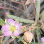 Spergularia marina flower picture by John Thompson (cc-by-sa)