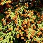 Juniperus thurifera flower picture by Marcos Rivas Campoamor (cc-by-sa)