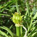 Adonis pyrenaica fruit picture by Llandrich anna (cc-by-sa)