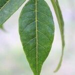 Poupartia borbonica leaf picture by J. Champ (cc-by-sa)
