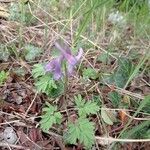 Corydalis solida leaf picture by Jules Louail (cc-by-sa)