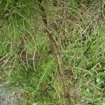 Picea rubens habit picture by Mary-Dan Johnston (cc-by-sa)
