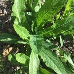 Lactuca virosa leaf picture by Trudy (cc-by-sa)