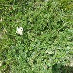 Oxytropis campestris habit picture by Llandrich anna (cc-by-sa)