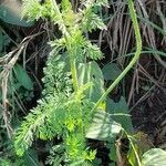 Daucus pusillus habit picture by Trap Hers (cc-by-sa)