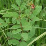 Indigofera hirsuta habit picture by R. Tournebize (cc-by-sa)