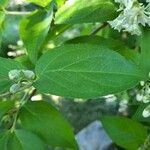 Deutzia scabra leaf picture by Rupert Lorenzer (cc-by-sa)