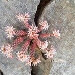 Sedum rubens flower picture by dimitris logp (cc-by-sa)