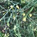 Asparagus officinalis flower picture by Sebastiaan Veldhuisen (cc-by-sa)
