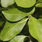 Bourreria quirosii leaf picture by Nelson Zamora Villalobos (cc-by-nc)