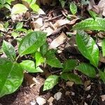 Passiflora edulis habit picture by didier riviere (cc-by-sa)