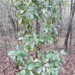Magnolia grandiflora habit picture by Eli Small (cc-by-sa)
