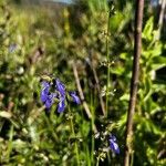 Salvia laevis flower picture by González Rodríguez Juan Carlos (cc-by-sa)