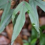 Hernandia mascarenensis leaf picture by J. Champ (cc-by-sa)