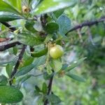 Diospyros texana fruit picture by el_smokito el_smokito (cc-by-sa)