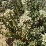 Teucrium dunense flower picture by martinez sitges marilen (cc-by-sa)