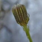 Tolpis staticifolia habit picture by Yoan MARTIN (cc-by-sa)