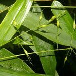 Olyra latifolia leaf picture by Nelson Zamora Villalobos (cc-by-nc)