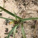 Cyperus laevigatus flower picture by T Liz (cc-by-sa)