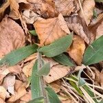 Pulmonaria montana leaf picture by Denis SABATIER (cc-by-sa)