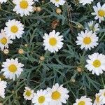 Argyranthemum frutescens leaf picture by Davide de luca Picione (cc-by-sa)