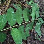 Talisia megaphylla leaf picture by Lisa Moreno (cc-by-sa)