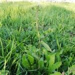 Helminthotheca echioides habit picture by molala (cc-by-sa)