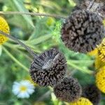 Helenium autumnale fruit picture by guinnevere lowe (cc-by-sa)