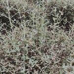 Teucrium fruticans habit picture by Acosta García Isabel (cc-by-sa)